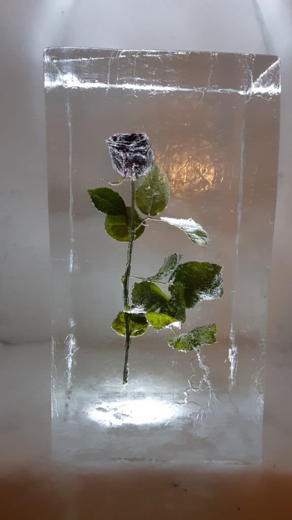 Im Januar ist die Rose im Eisblock